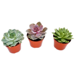 Echeveria Succulent Mix - set of 3 - Cambridge Bee