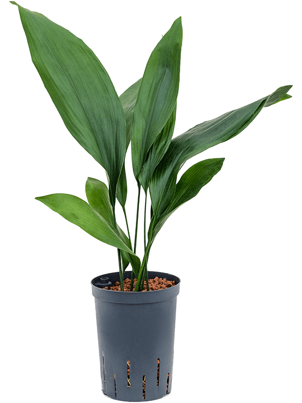 Aspidistra Elatior - Cambridge Bee