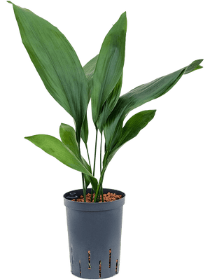 Aspidistra Elatior - Cambridge Bee