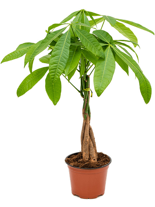 brazilian money plant Pachira Aquatica - Money tree