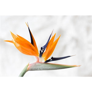 Strelitzia reginae - Bird of Paradise ⌀11 ↑40 - Cambridge Bee