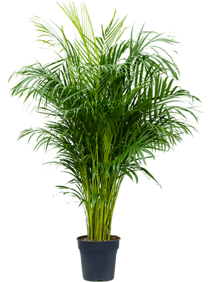 Dypsis lutescens - Areca Palm ⌀21 ↑125cm - Cambridge Bee