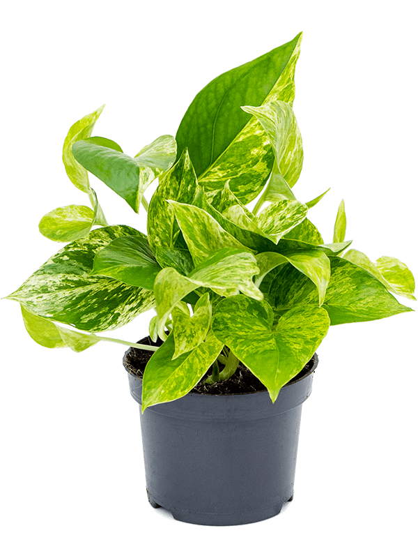Epipremnum pinnatum - Marble Queen Pothos ⌀12cm - Cambridge Bee
