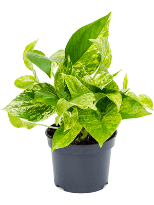 Epipremnum pinnatum - Marble Queen Pothos ⌀12cm - Cambridge Bee