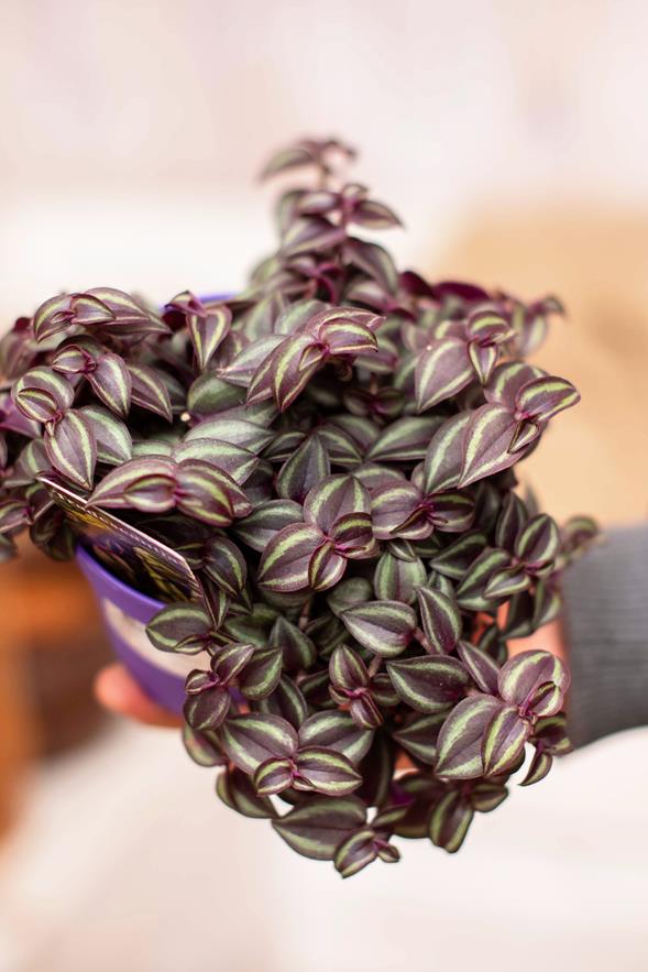 Tradescantia Purple Passion - Wondering Jew ⌀12cm - Cambridge Bee