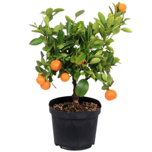 Citrus Calamondin Orange  tree ⌀ 12cm ↑ 30cm - Cambridge Bee