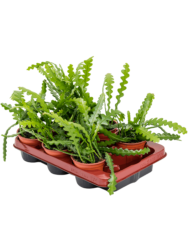 Epiphyllum Anguliger - Fishbone cactus - Cambridge Bee