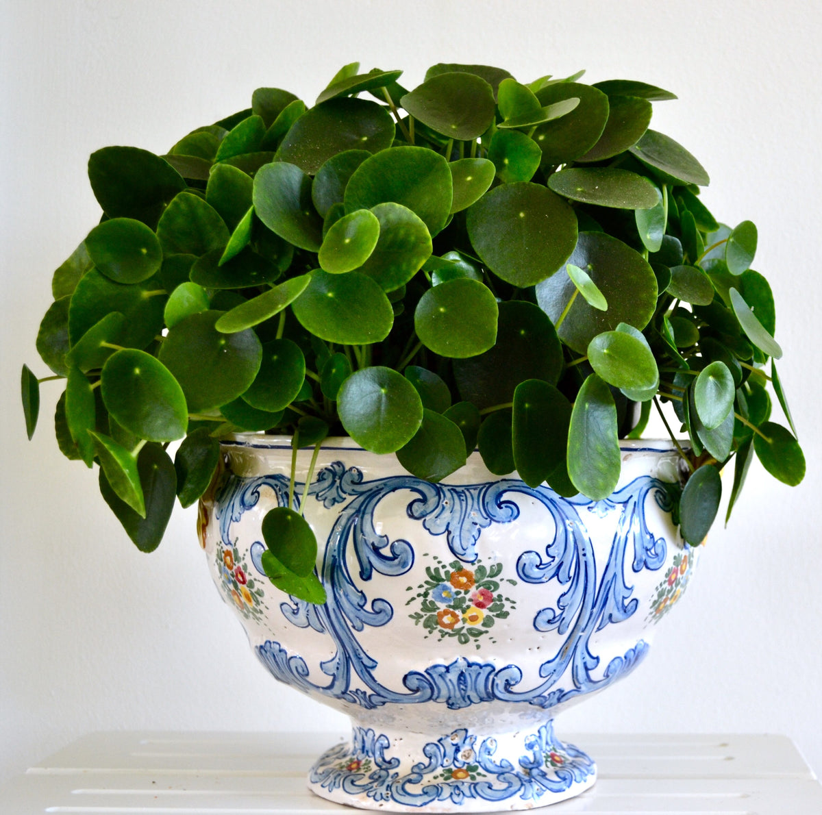 Pilea Peperomiodes - Money plant ⌀12cm - Cambridge Bee