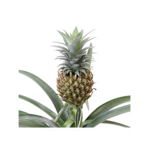 Ananas - Pineapple ⌀12cm - Cambridge Bee