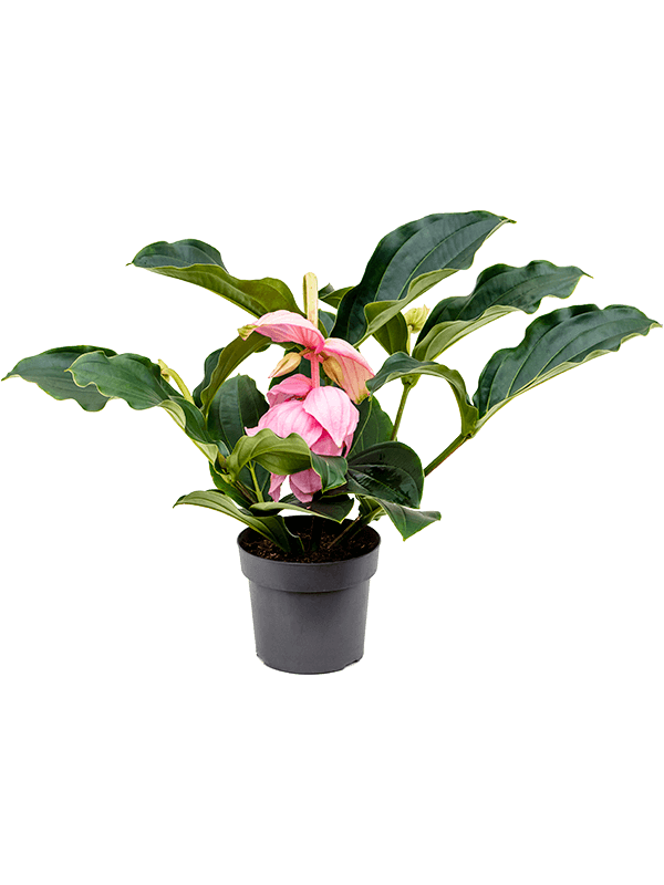 Medinilla Magnifica - Rose Grape Orchid - Cambridge Bee