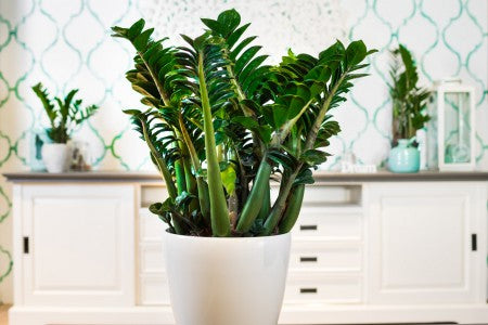 Zamioculcas Zenzi - Cambridge Bee