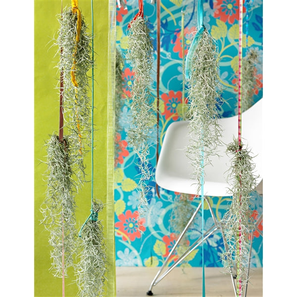 Tillandsia Usneoides - Spanish moss - Cambridge Bee