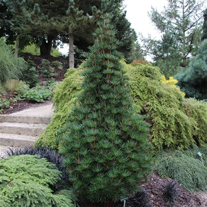 Sciadopitys verticillata - Japanese umbrella pine ⌀19cm - Cambridge Bee