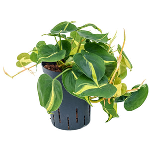 Philodendron Scandens Brasil - variegated Heart-leaf philodendron ⌀12cm - Cambridge Bee
