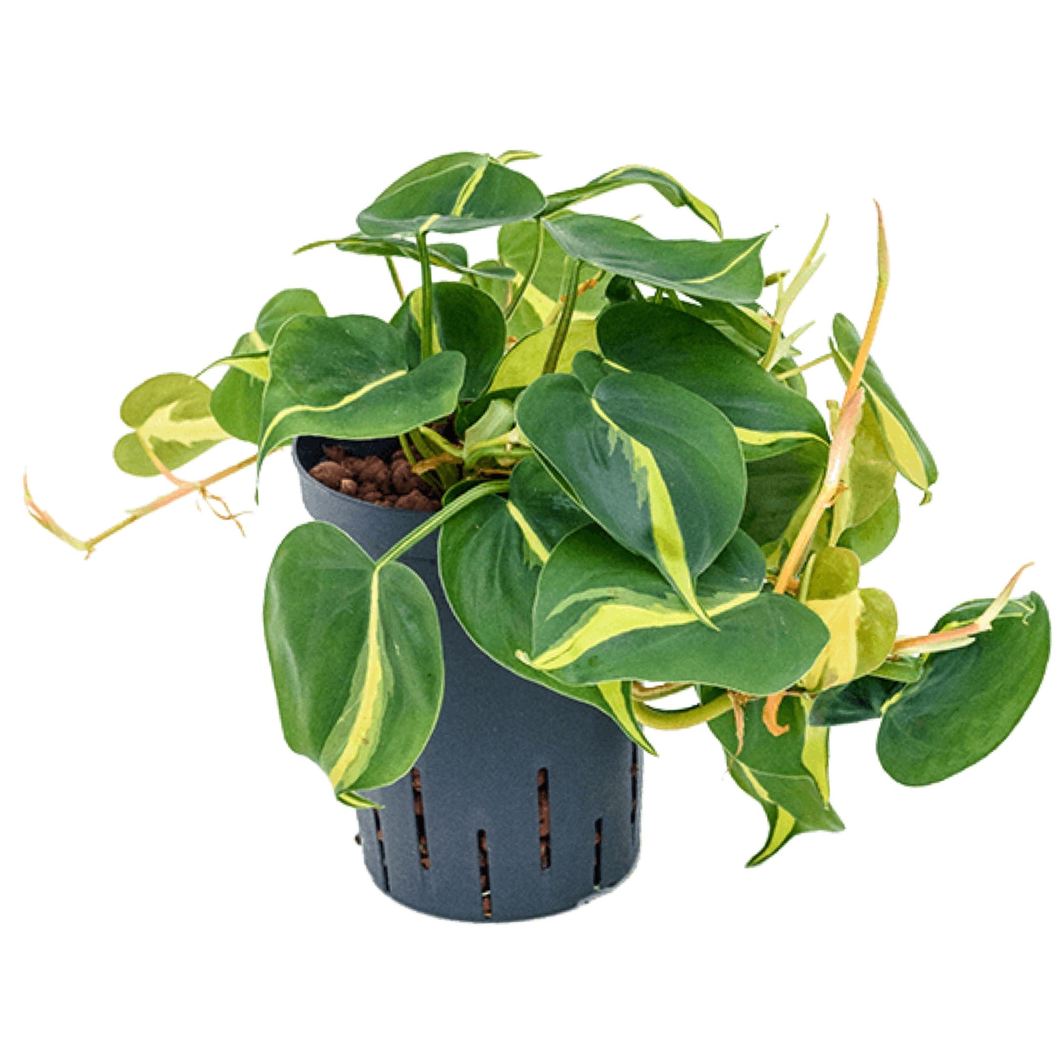 philodendron scandens variegatum Heart Leaf Philodendron Scandens Brasil