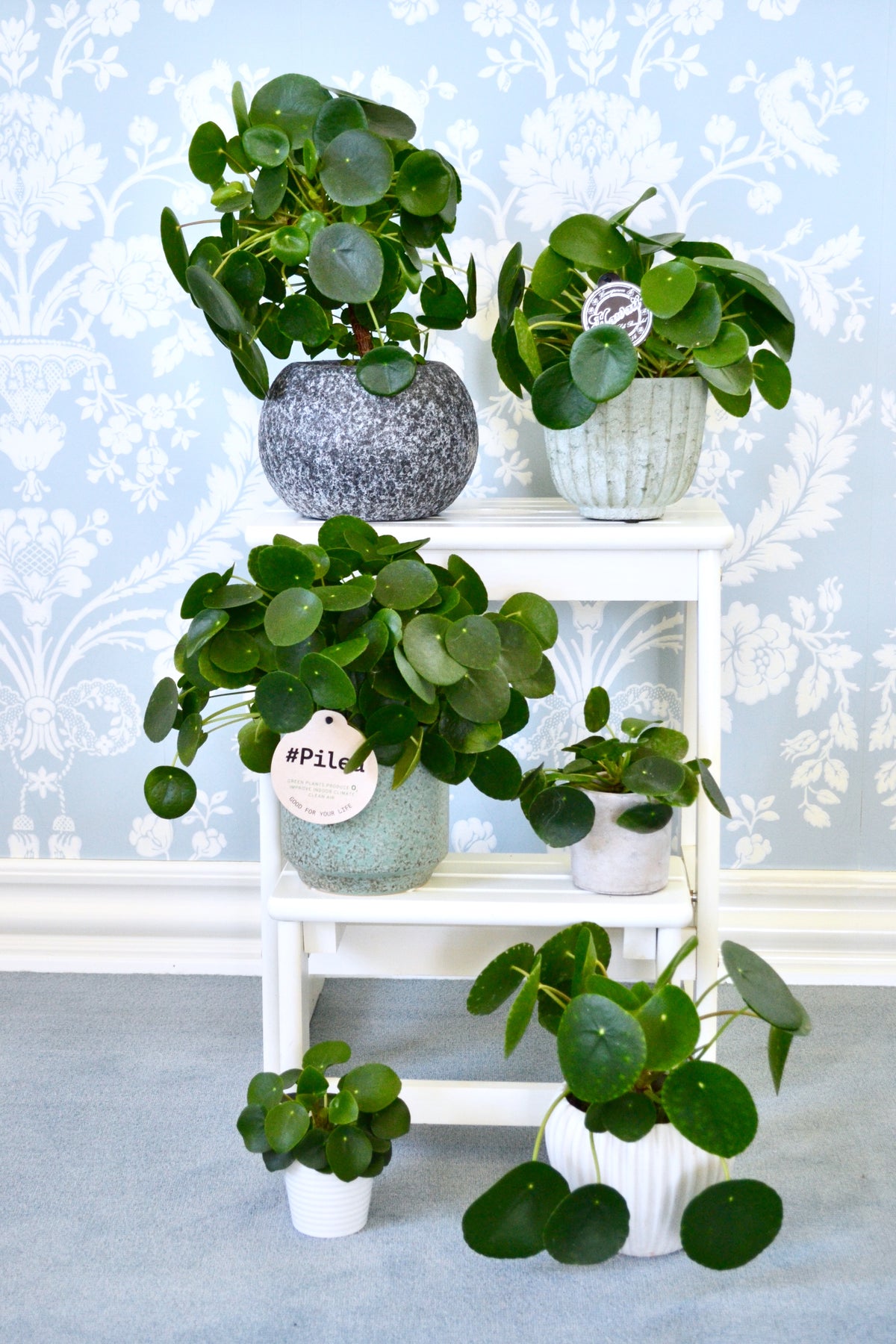 Pilea Peperomiodes - Money plant ⌀12cm - Cambridge Bee