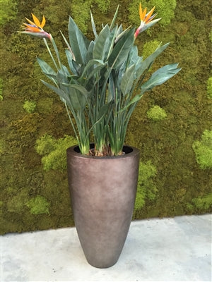 Strelitzia reginae - Bird of Paradise ⌀11 ↑40 - Cambridge Bee