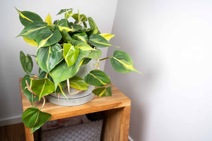 Philodendron Scandens Brasil - variegated Heart-leaf philodendron hanging ⌀15cm - Cambridge Bee