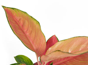 Aglaonema Orange star - Chinese Evergreen - Cambridge Bee