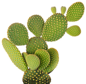 Opuntia microdasys pallida - Bunny ears cactus - Cambridge Bee