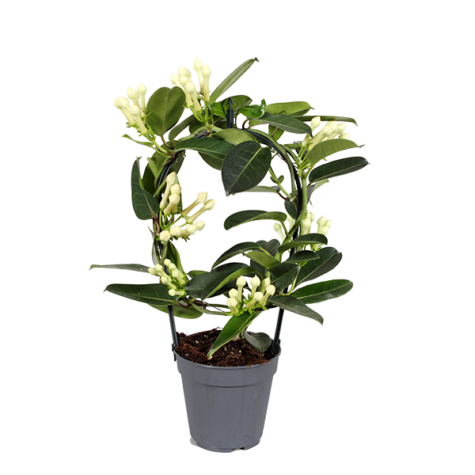 Stephanotis Floribunda - Madagascar Jasmine - Cambridge Bee