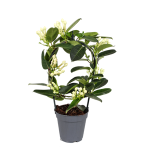 Stephanotis Floribunda - Madagascar Jasmine - Cambridge Bee