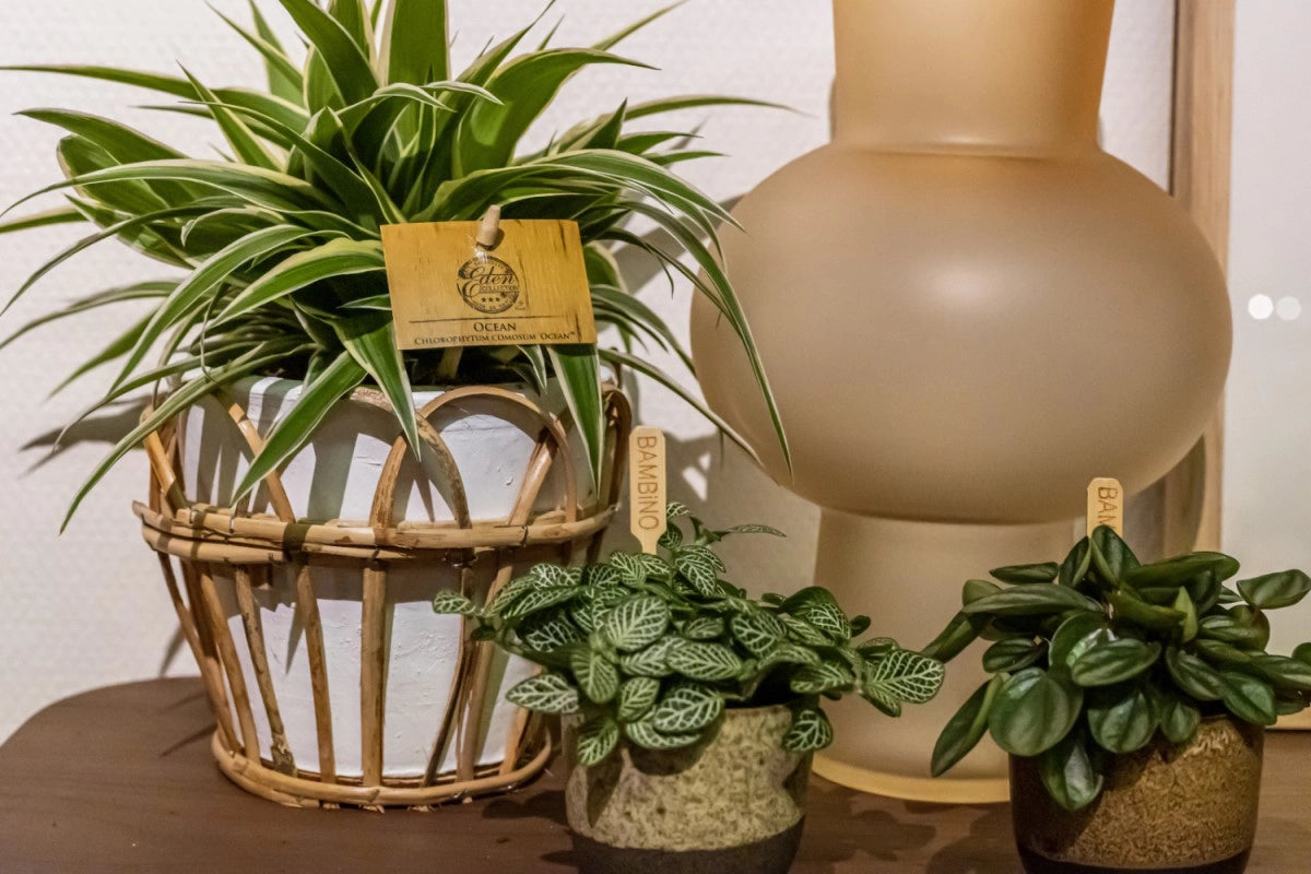 Chlorophytum - Spider plant - Cambridge Bee