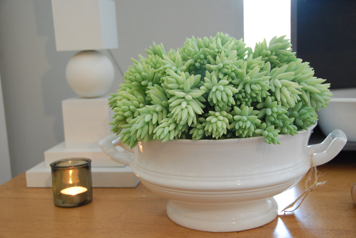 Sedum Burrito ⌀11cm - Cambridge Bee