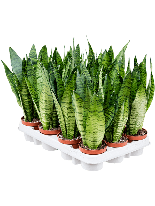 Sansevieria zeylanica - Cambridge Bee