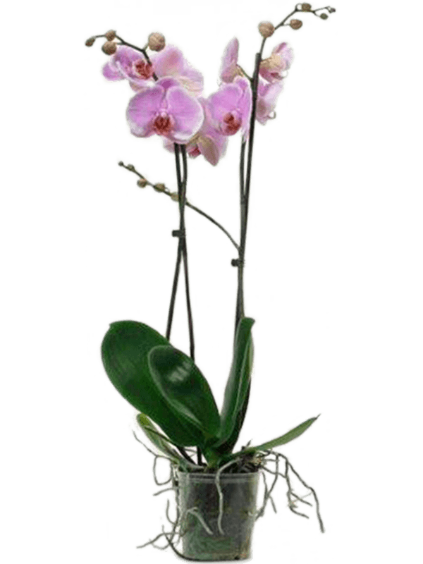 Phalaenopsis Orchid - Pink 2stem - Cambridge Bee