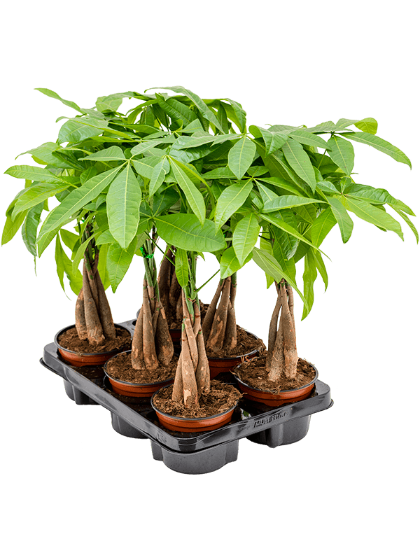 Pachira Aquatica - Money tree - Cambridge Bee