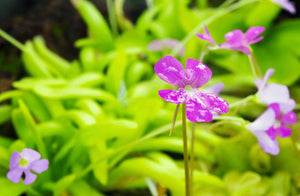 Pinguicula - Butterwort ⌀8.5cm - Cambridge Bee