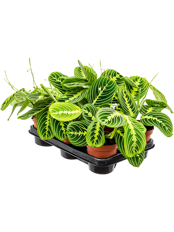 Maranta Lemon Lime - prayer plant Lemon Lime ⌀12cm - Cambridge Bee
