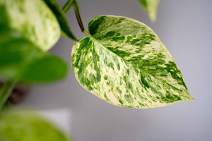 Epipremnum pinnatum - Marble Queen Pothos ⌀12cm - Cambridge Bee