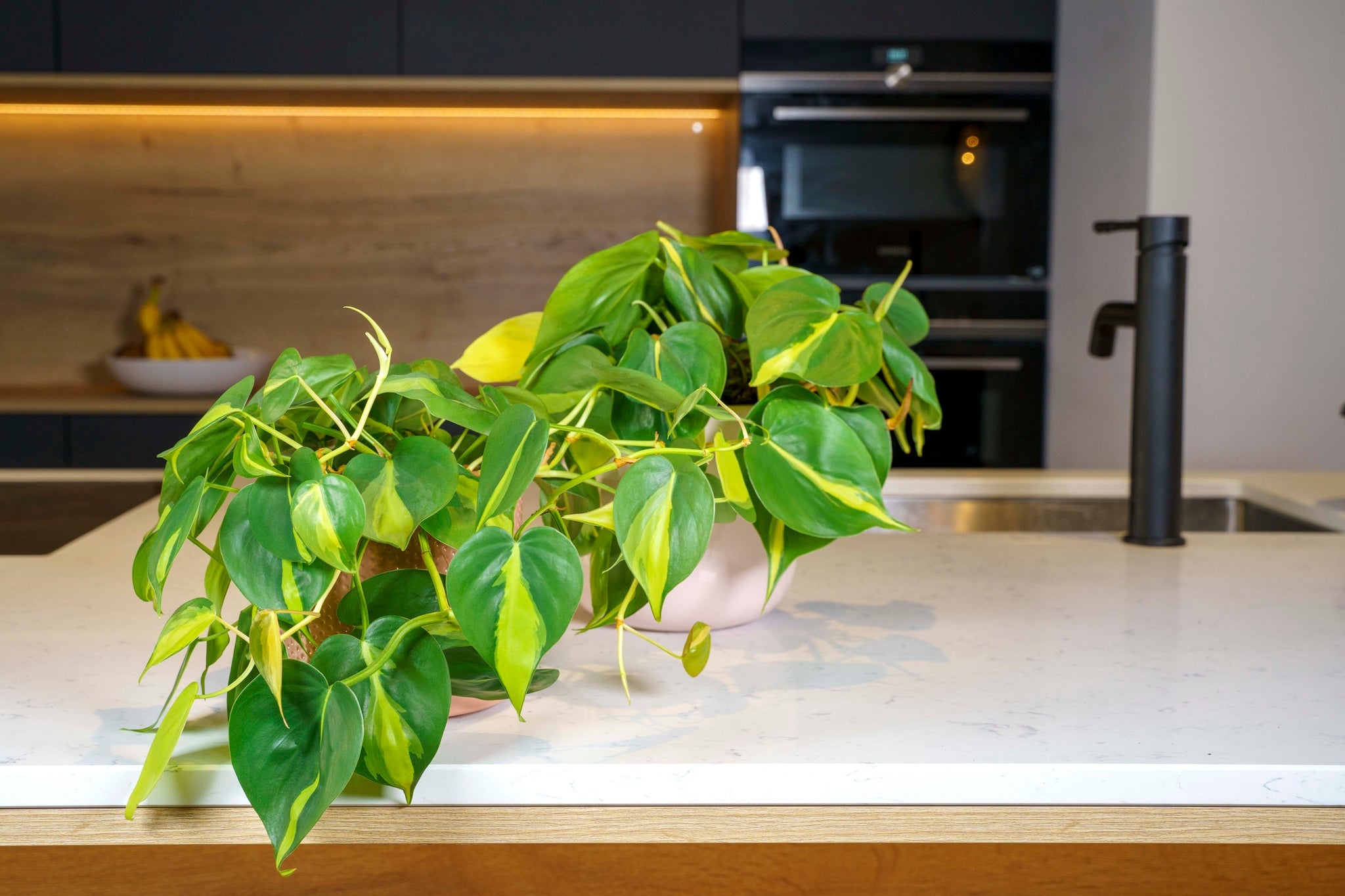 philodendron scandens yellow star Heart Leaf Philodendron Scandens Brasil