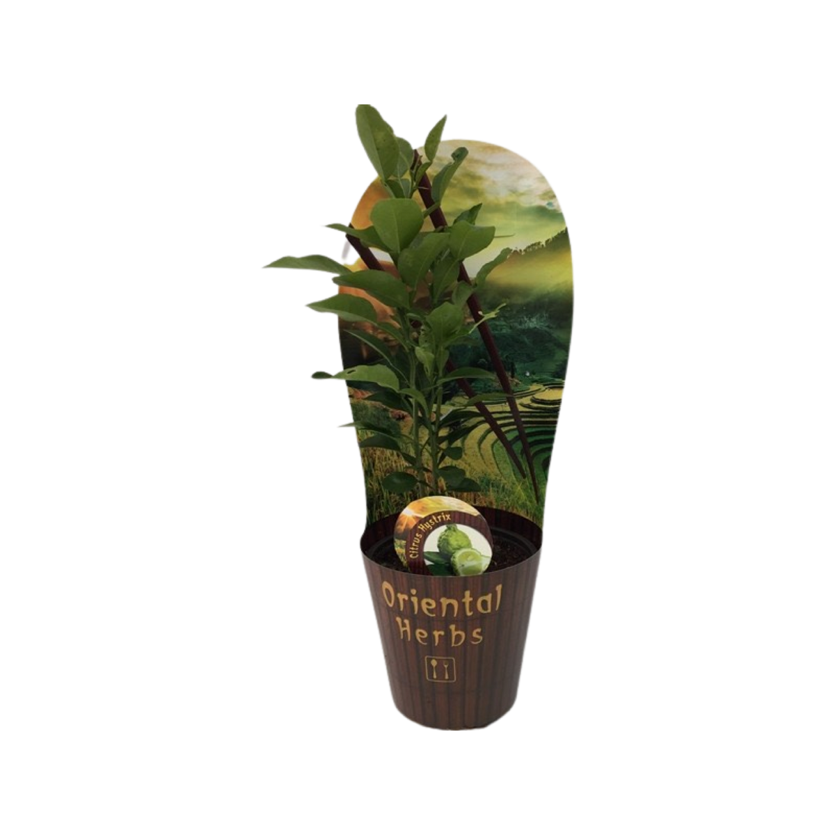 Citrus Hystrix - Kaffir Lime - Cambridge Bee