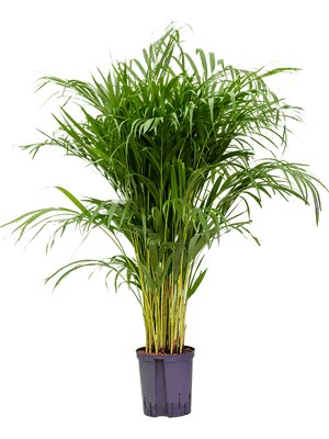 Dypsis lutescens - Areca Palm ⌀21 ↑100cm - Cambridge Bee
