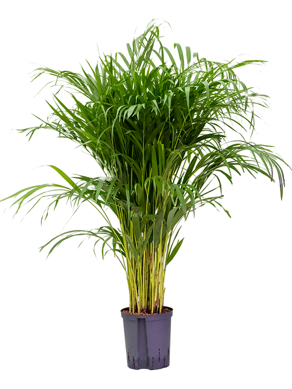 Areca palm cat clearance friendly