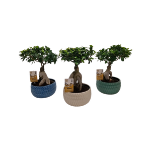 Ficus ginseng ⌀12cm - Cambridge Bee