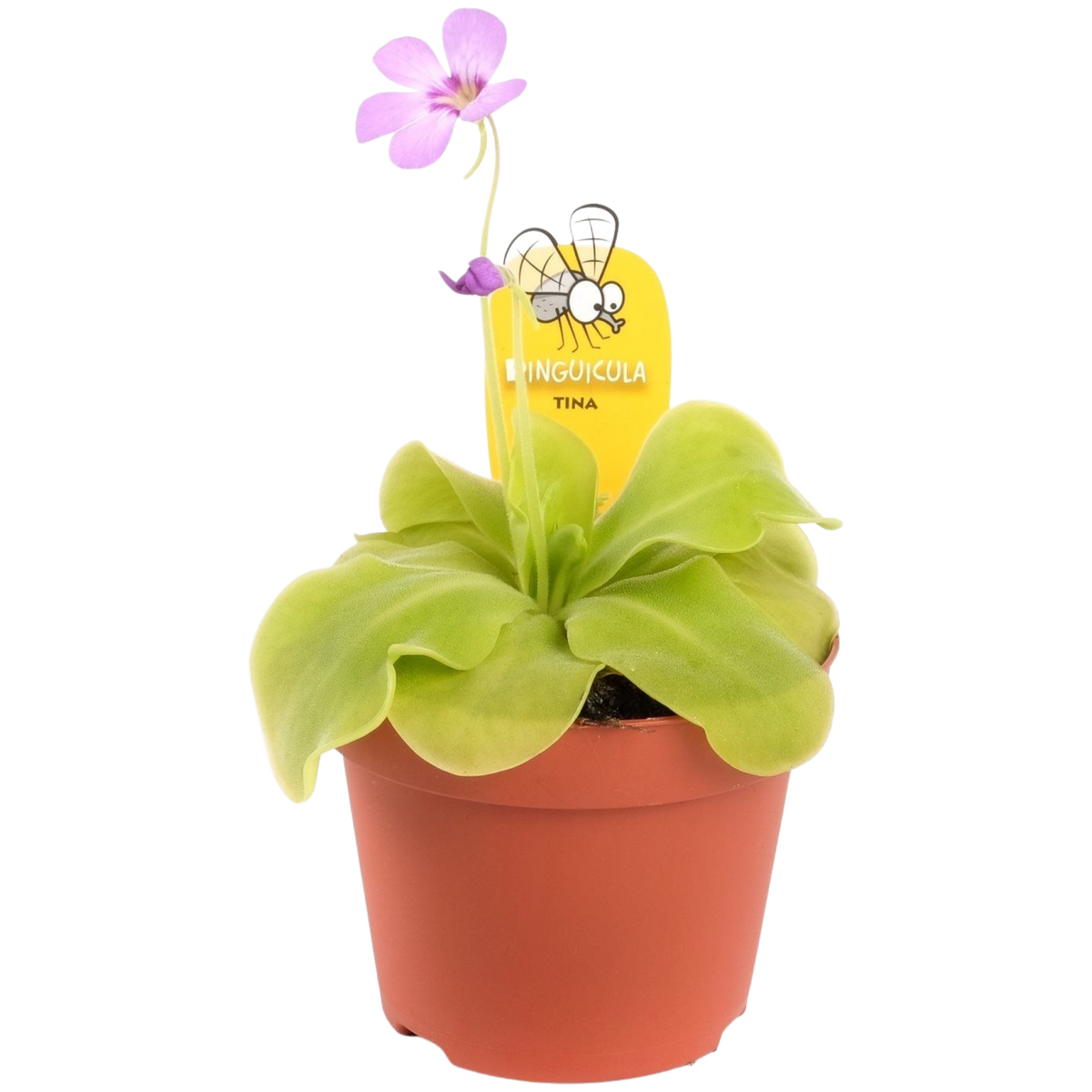 Pinguicula - Butterwort ⌀8.5cm - Cambridge Bee