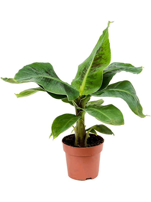 Banana tree - Musa Cavendish - Cambridge Bee