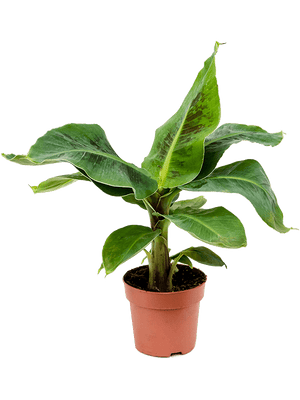 Banana tree - Musa Cavendish - Cambridge Bee