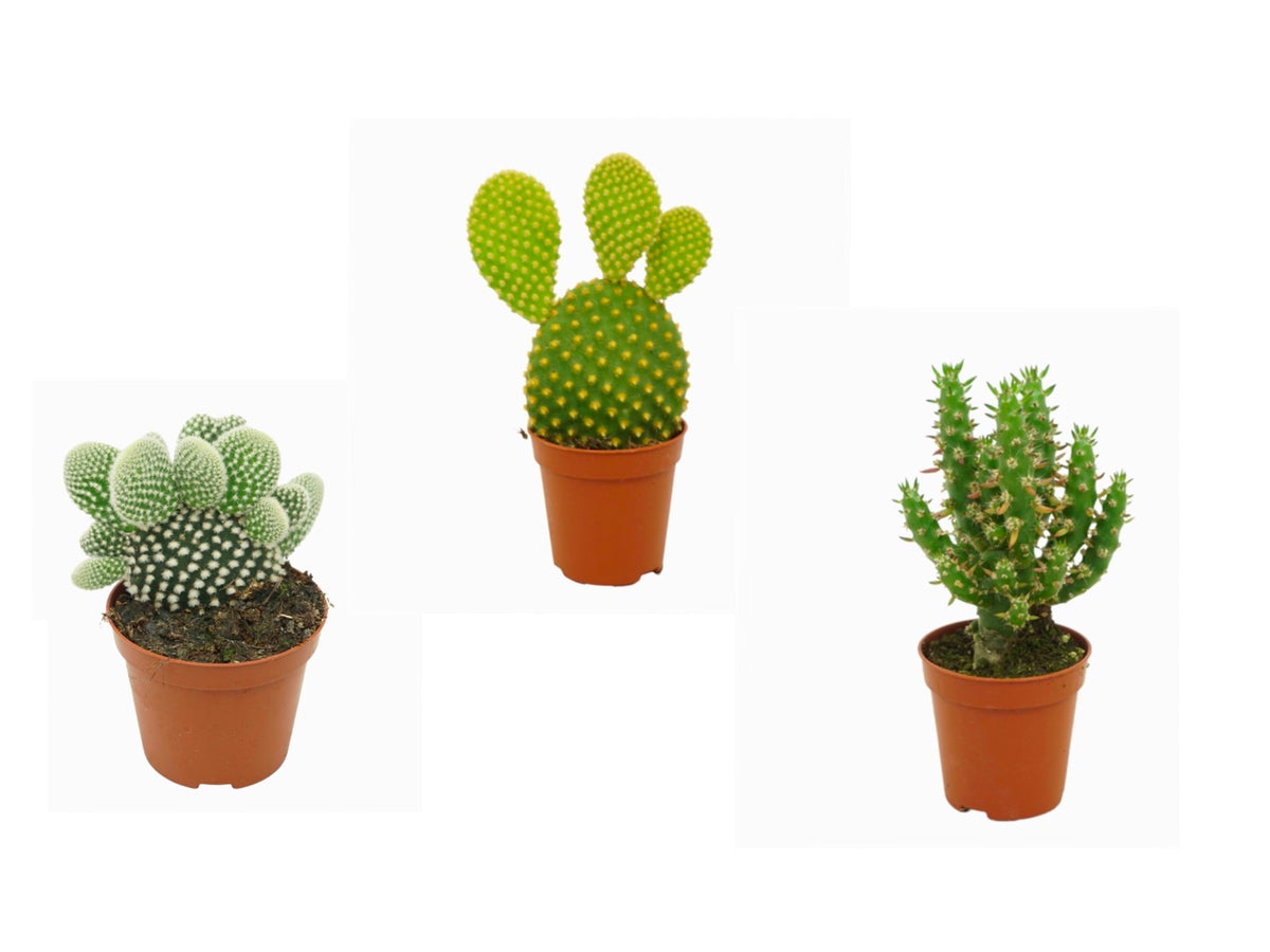 Opuntia Succulent Mix - set of 3 - random selection - Cambridge Bee