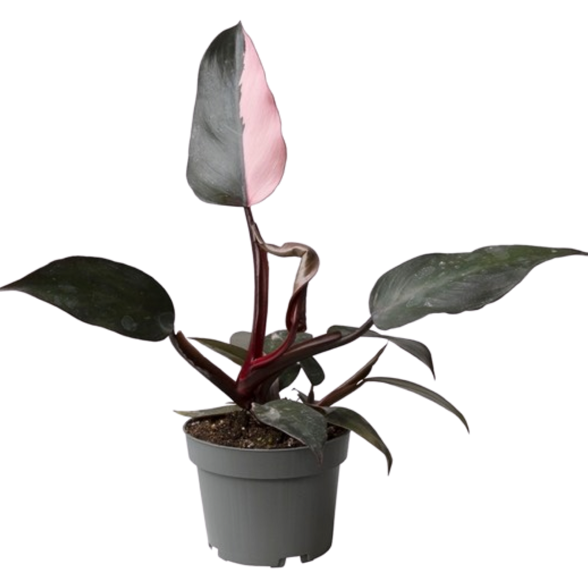 Philodendron Pink Princess ⌀10.5cm - Cambridge Bee