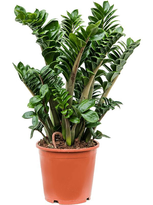 zz plant vs zz zenzi Zamioculcas Zenzi