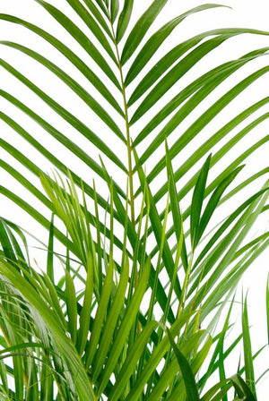 Dypsis lutescens - Areca Palm ⌀21 ↑100cm - Cambridge Bee