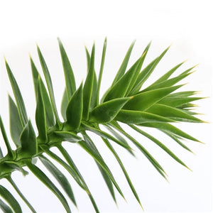 Araucaria Araucana - Monkey Puzzle Tree ⌀19cm - Cambridge Bee