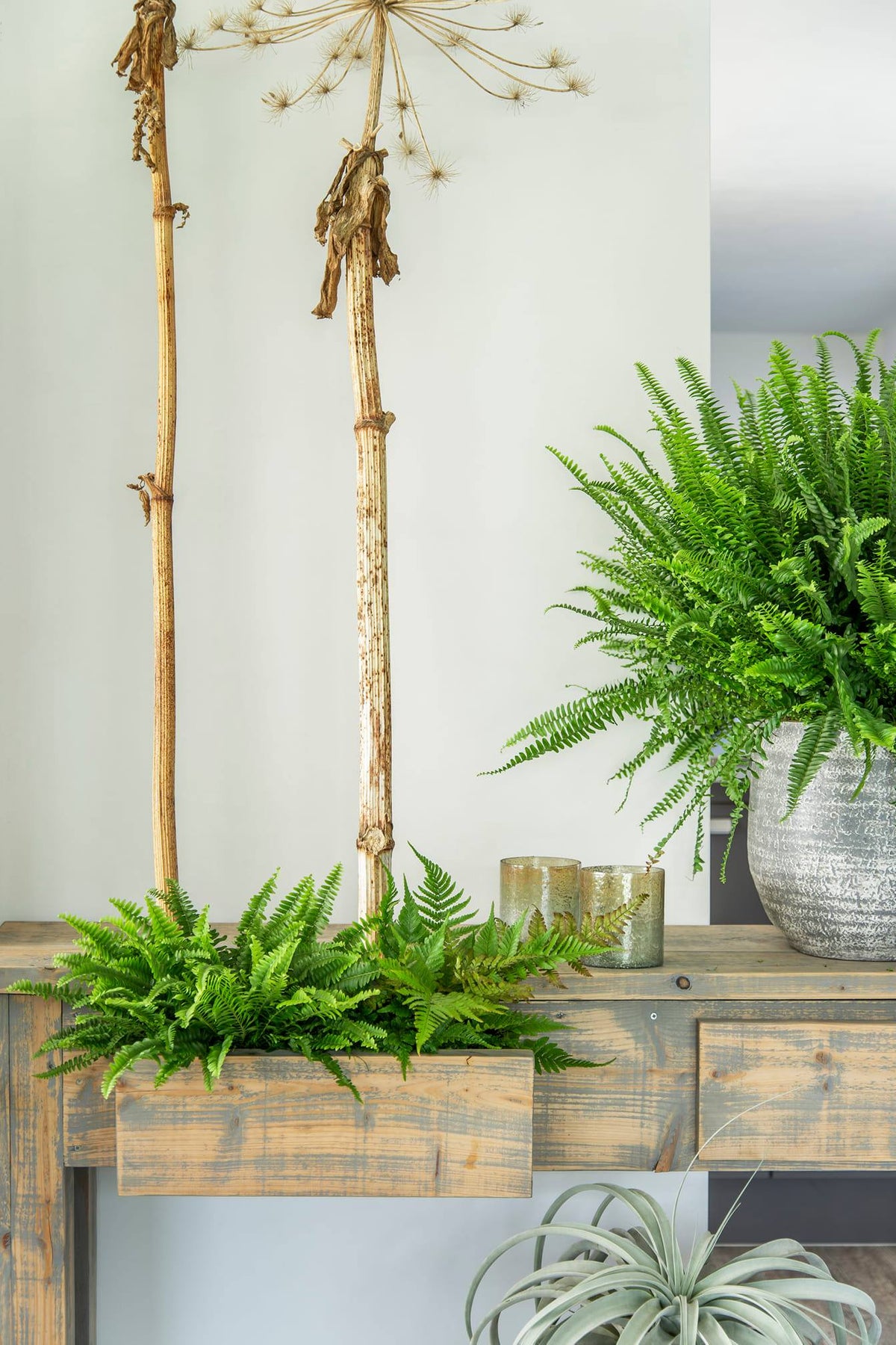 Nephrolepis exaltata - Boston Fern - Cambridge Bee