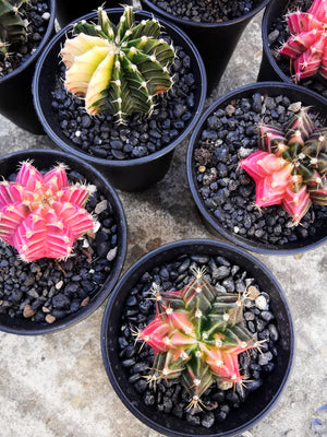 Gymno cactus Variegata - Variegated Cactus - Cambridge Bee