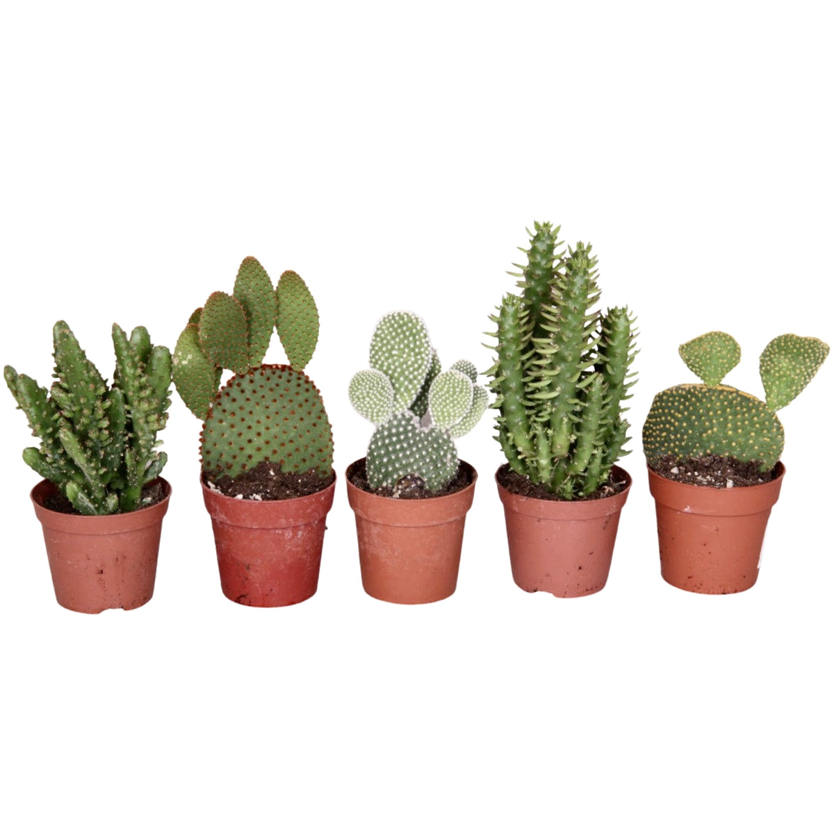 Opuntia Succulent Mix - set of 3 - random selection - Cambridge Bee